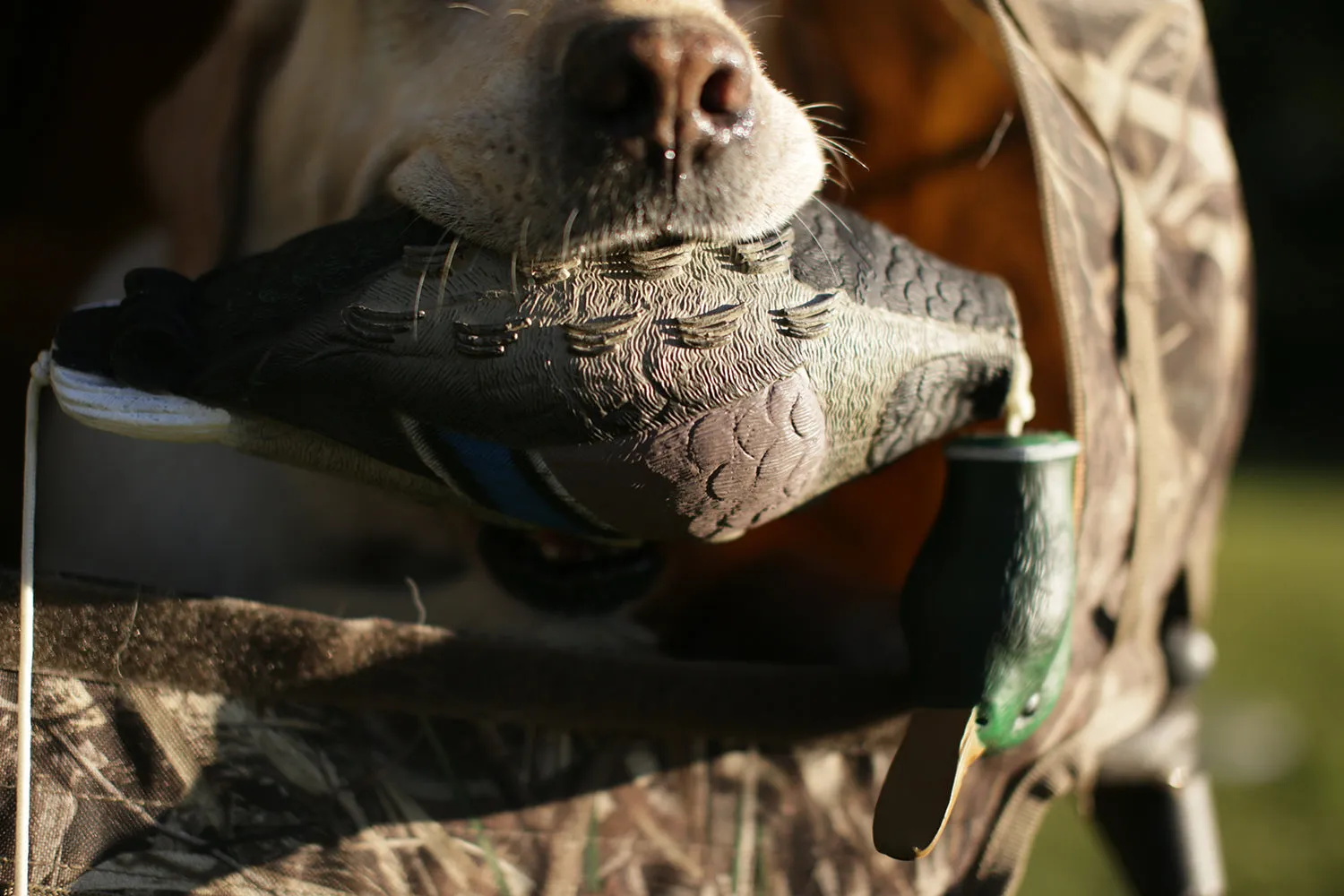 Dead Bird Mallard